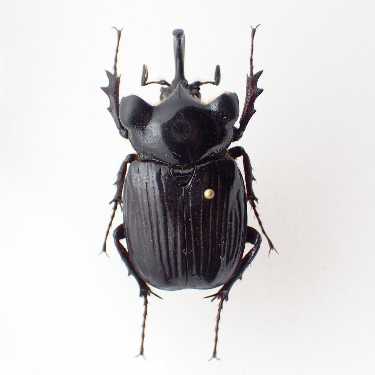 Guatemalan Pantodinus klugi chafer, male, spread specimen