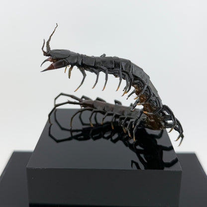 ハイナンブラックタイガーレッグ Scolopendra hainanum IX.2026
