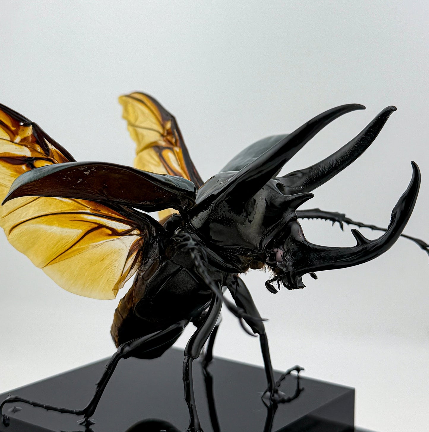 Chalcosoma Chiron ll.2026