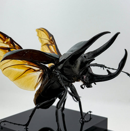 Chalcosoma Chiron ll.2026