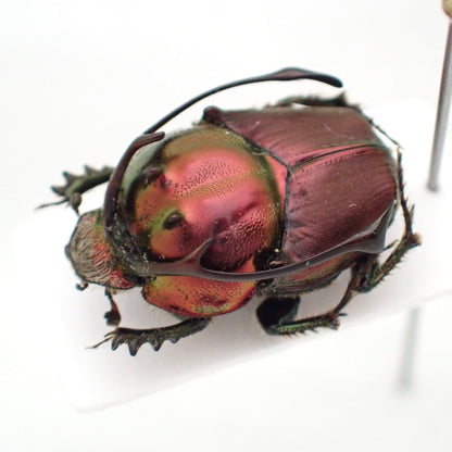 🇹🇿 *Proagoderus rangifer* (Stag Horned Dung Beetle) Pinned Specimen, Male Only