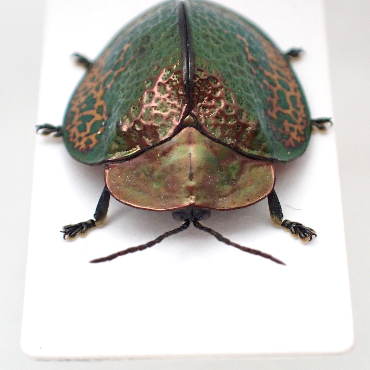 A specimen of a broach jewel beetle, Goniochenia haroldi, mounted on a display card.