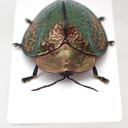 A specimen of a broach jewel beetle, Goniochenia haroldi, mounted on a display card.