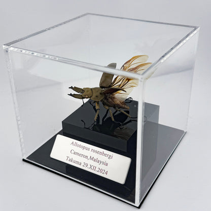 Allotopus rosenbergi 2024 Golden Stag Beetle