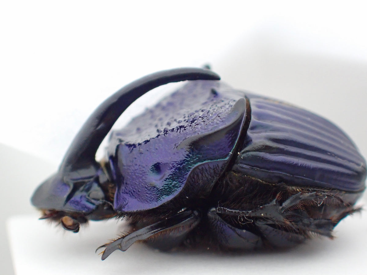 Guatemalan Rainbow Stag Beetle, pinned specimen