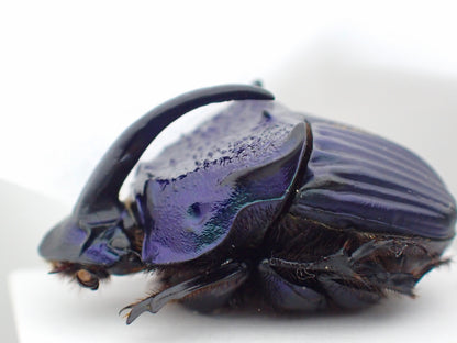 Guatemalan Rainbow Stag Beetle, pinned specimen
