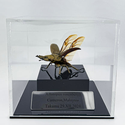 Allotopus rosenbergi 2024 Golden Stag Beetle