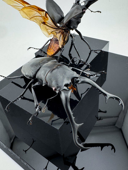 Prosopocoilus giraffa X.2025 Giraffe Stag Beetle