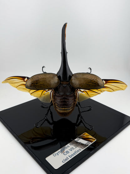 Dynastes hercules I.2026 Hercules beetle