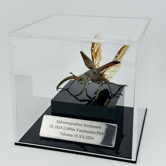Sphaenognathus feisthameli
 XII.2024 Feisthamel's Stag Beetle