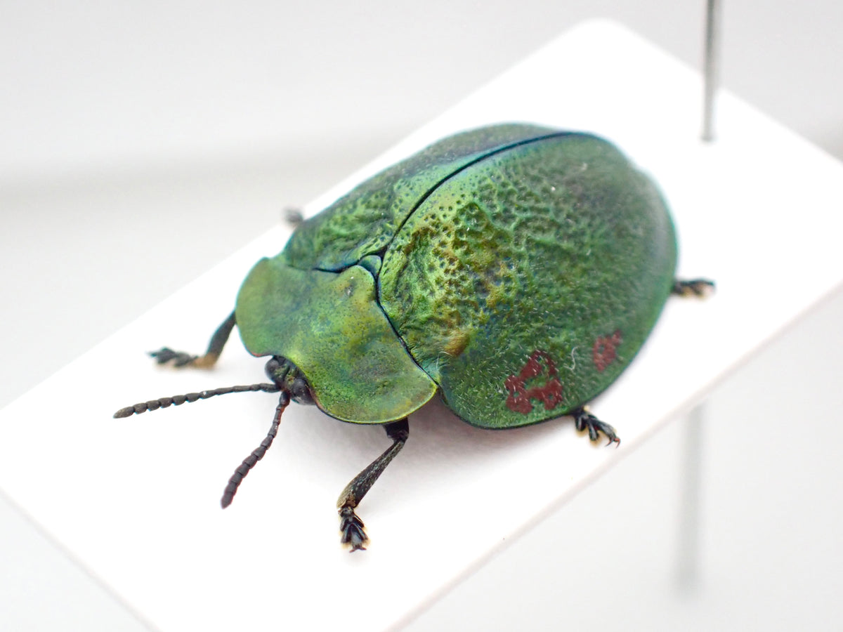 Tortoise beetle Stolas discoides, mounted specimen