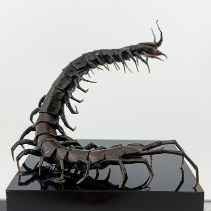 ハイナンブラックタイガーレッグ Scolopendra hainanum IX.2026