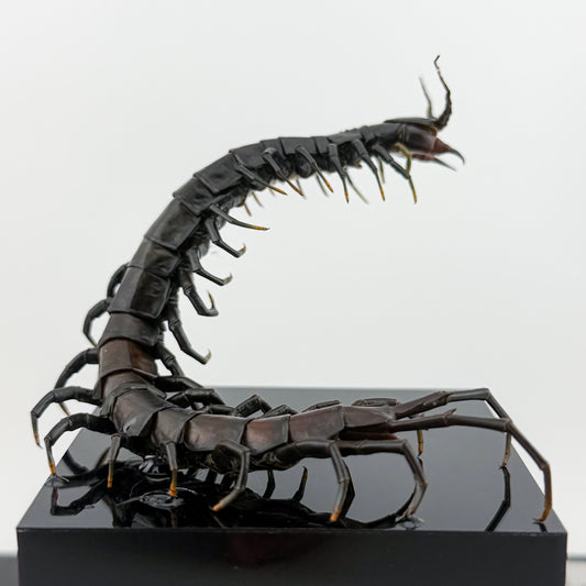 ハイナンブラックタイガーレッグ Scolopendra hainanum IX.2026