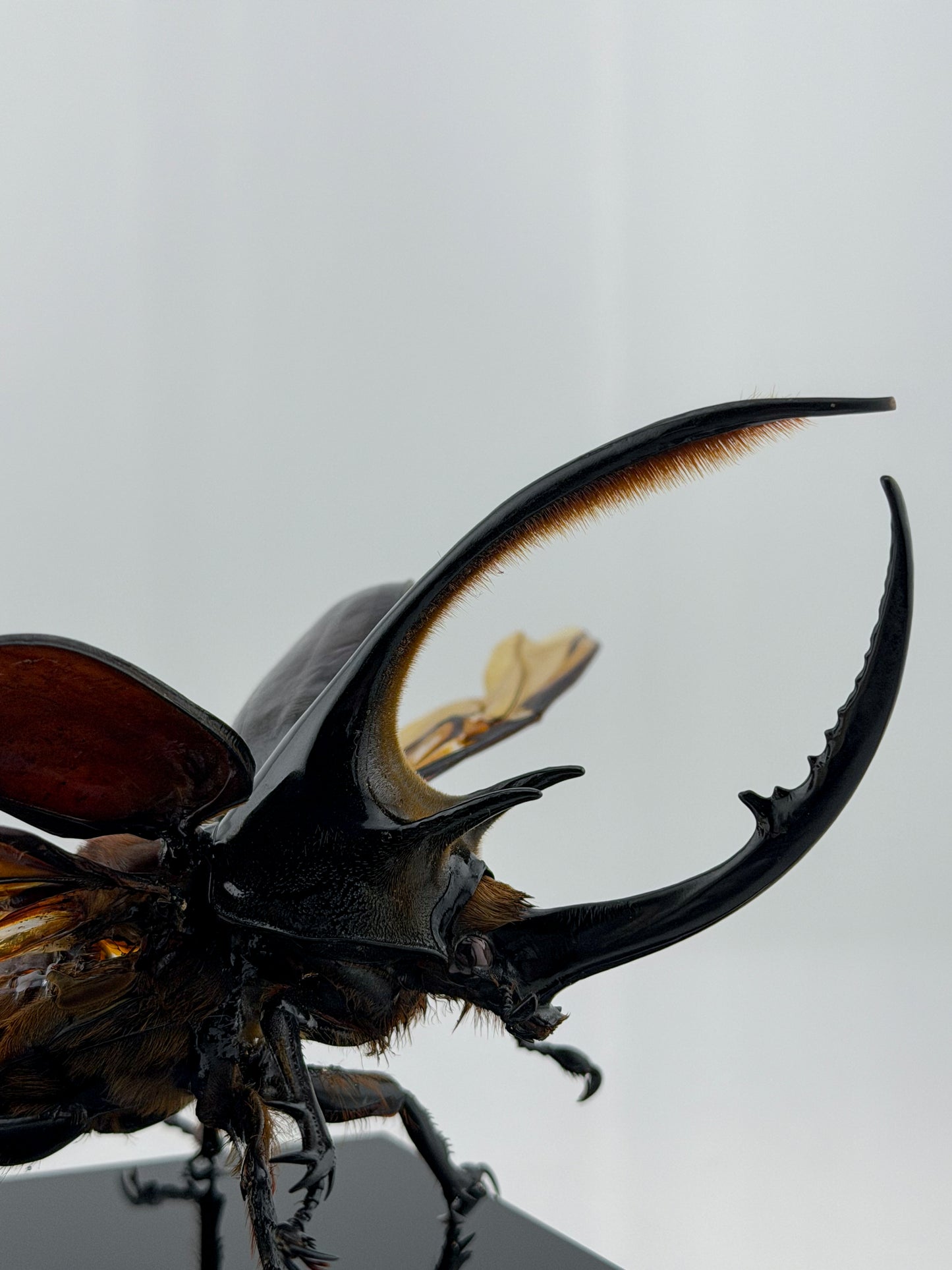 Dynastes neptunus II.2026 Neptune Beetle