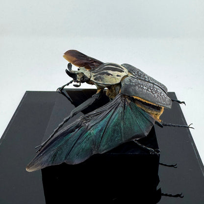 Goliathus goliatus meleagris VI.2025 Goliath Beetle