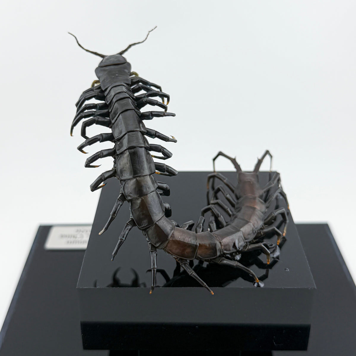 ハイナンブラックタイガーレッグ Scolopendra hainanum IX.2026