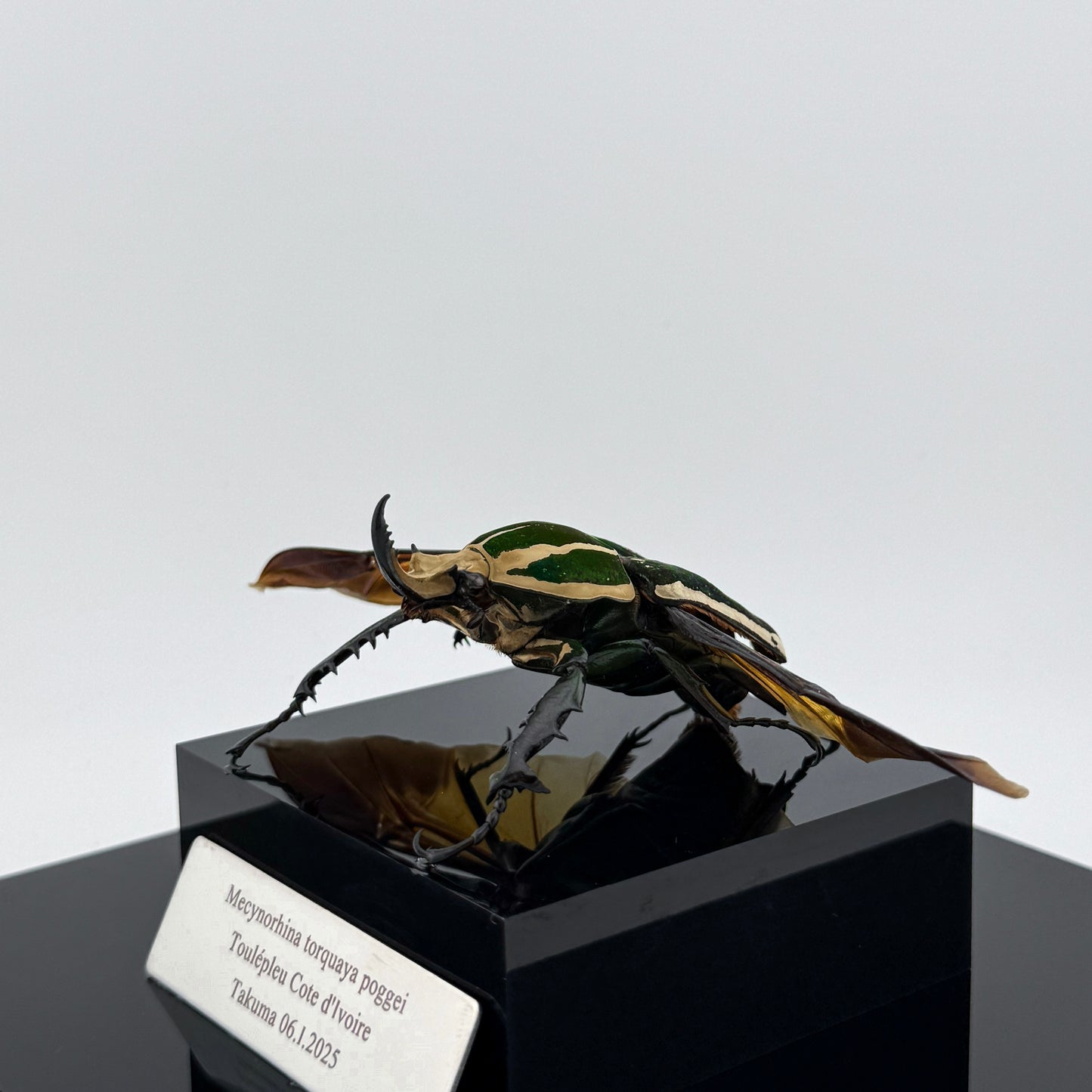 Mecynorhina torquata poggei (torquata flower beetle)