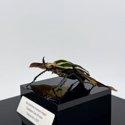 Mecynorhina torquata poggei (torquata flower beetle)