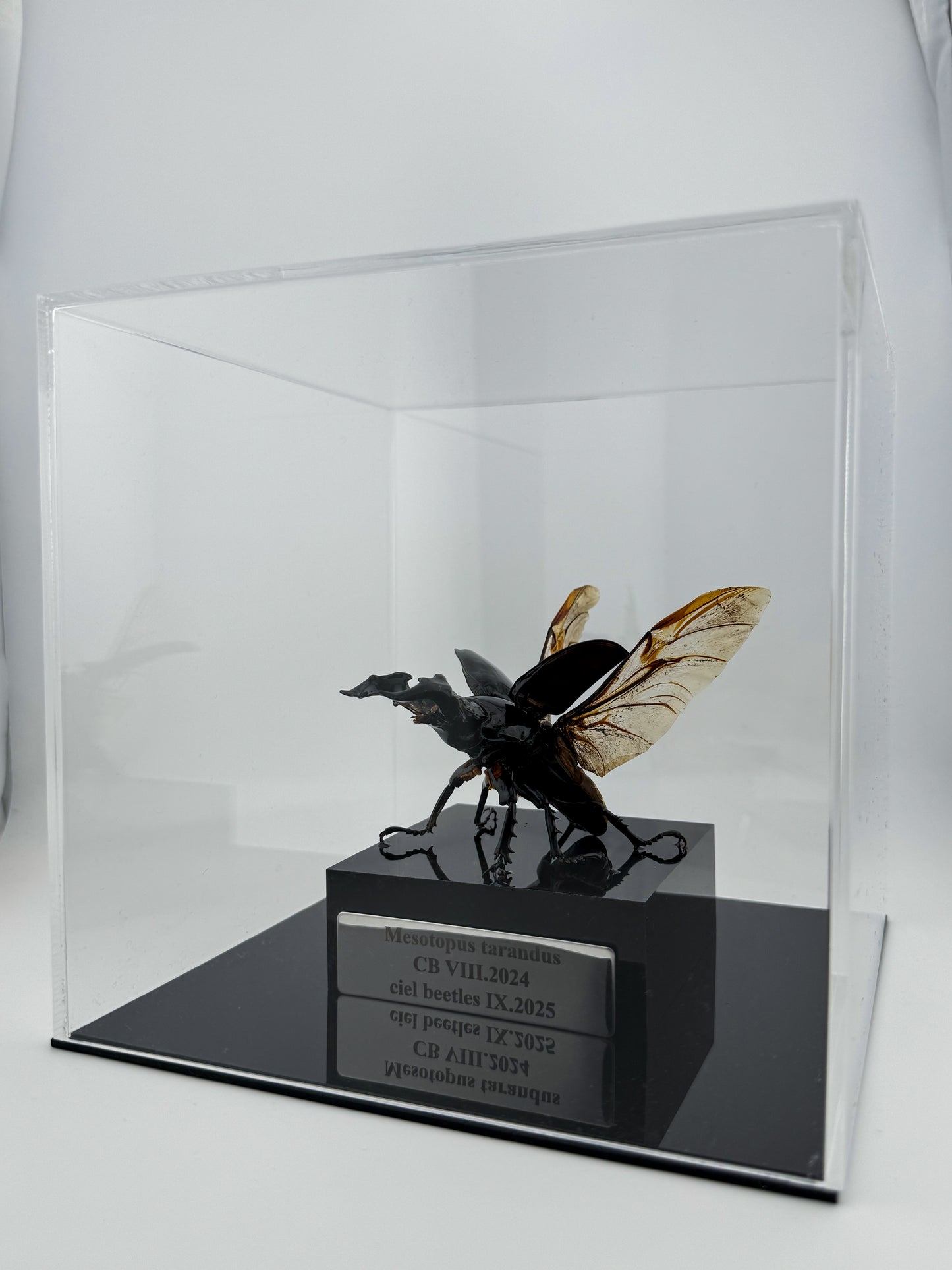 Mesotopus tarandus IX.2025 Mesotopus tarandus