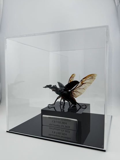 Mesotopus tarandus IX.2025 Mesotopus tarandus