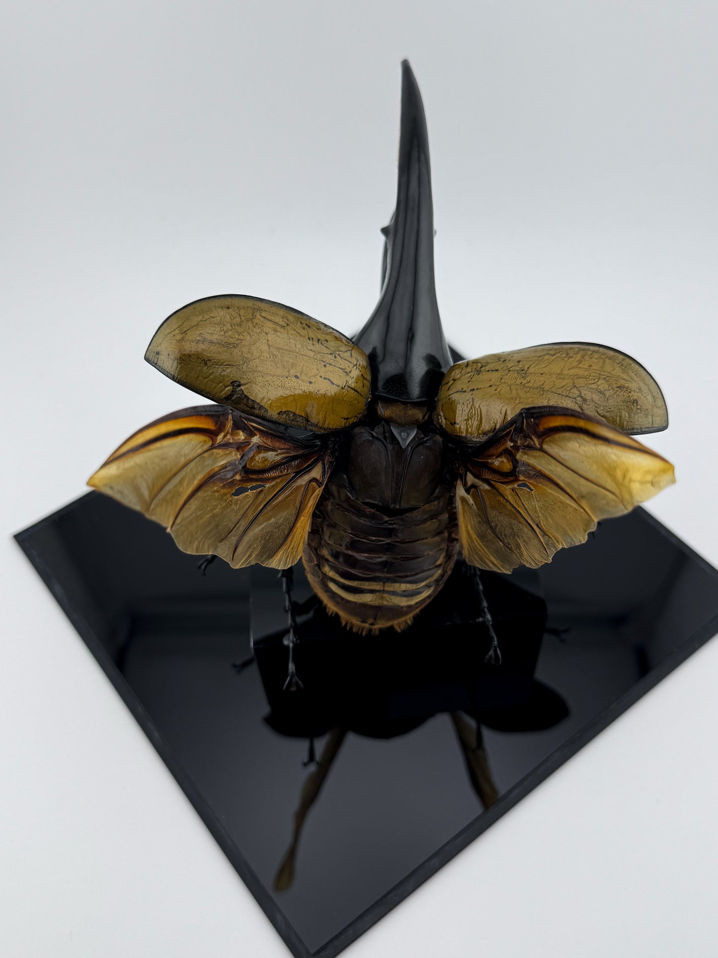 Dynastes hercules XI.2025 Hercules Beetle