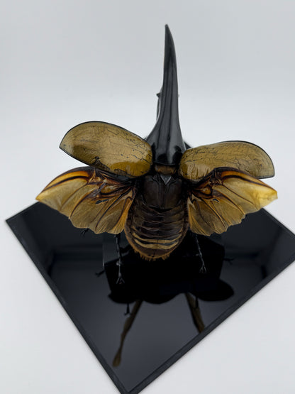 Dynastes hercules XI.2025 Hercules Beetle