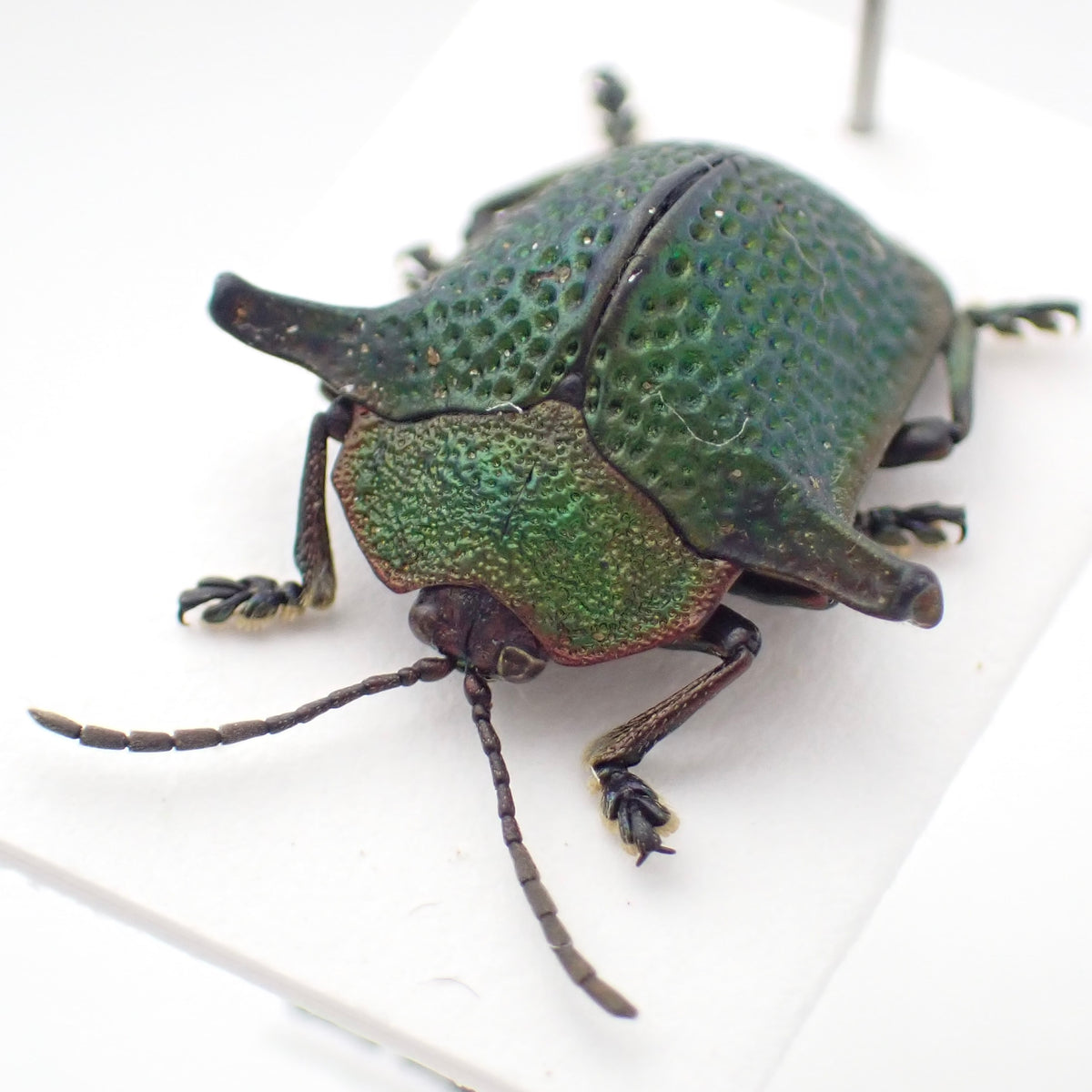 🇵🇪A type of jewel beetle (Omocerus sp.) - mounted specimen