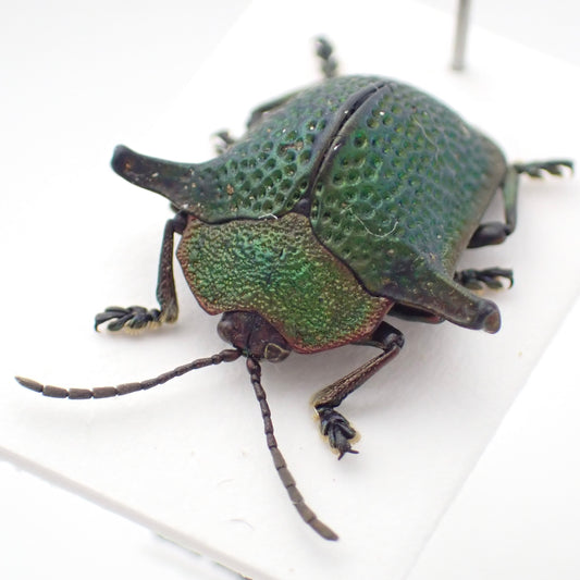 🇵🇪A type of jewel beetle (Omocerus sp.) - mounted specimen