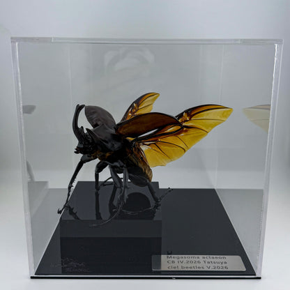 Megasoma actaeon V.2026
