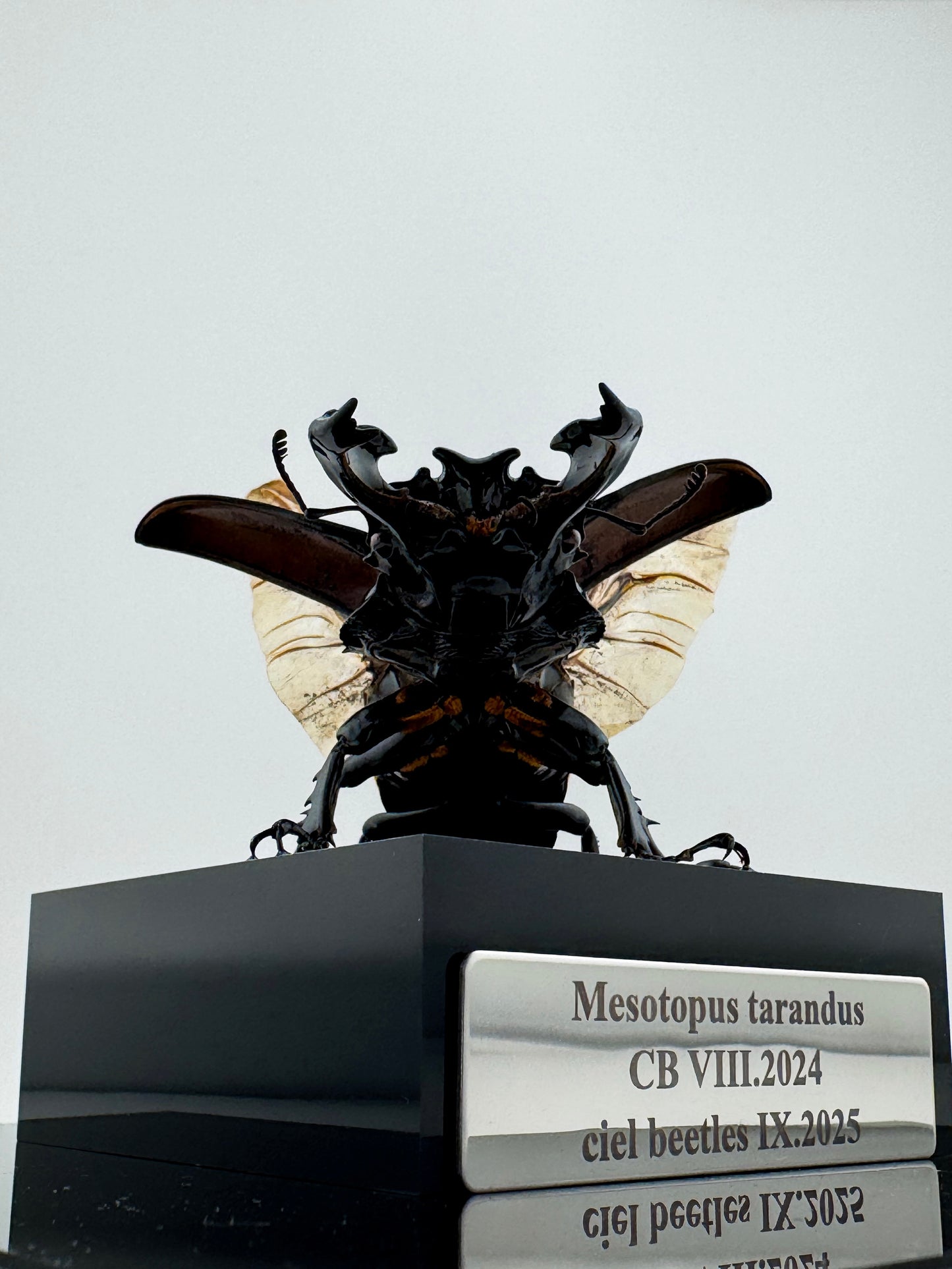 Mesotopus tarandus IX.2025 Mesotopus tarandus