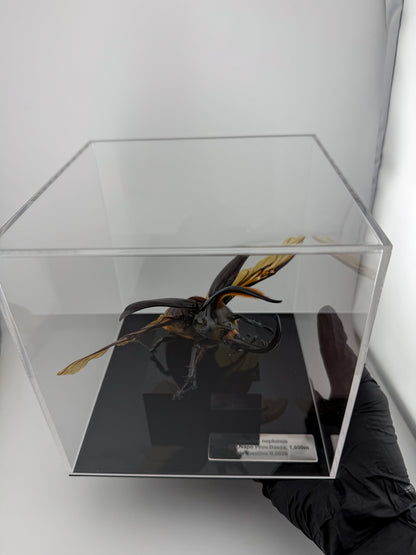 Dynastes neptunus II.2026 Neptune Beetle