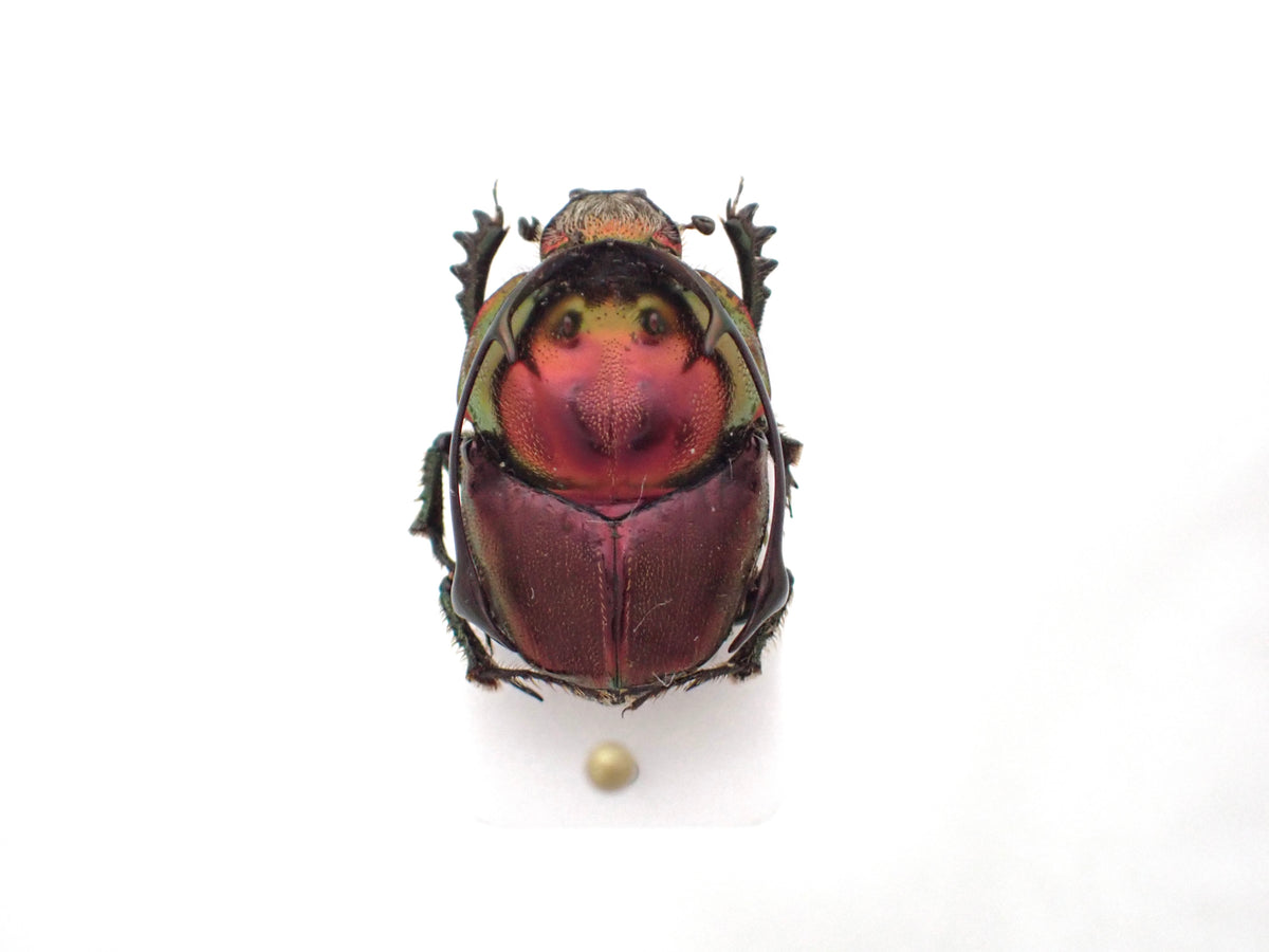 🇹🇿 *Proagoderus rangifer* (Stag Horned Dung Beetle) Pinned Specimen, Male Only