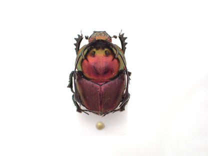 🇹🇿 *Proagoderus rangifer* (Stag Horned Dung Beetle) Pinned Specimen, Male Only