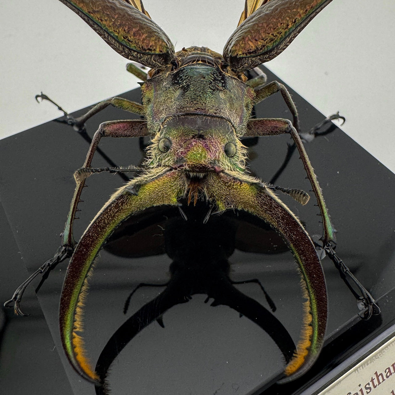 Sphaenognathus feisthameli
 XII.2024 Feisthamel's Stag Beetle