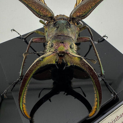 Sphaenognathus feisthameli
 XII.2024 Feisthamel's Stag Beetle