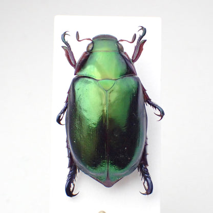 🇦🇺A species of scarab beetle, *Repsimus aeneus*, mounted specimen