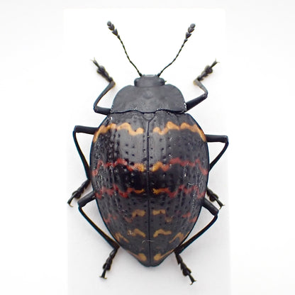 🇵🇪A species of pleasing fungus beetle, Erotylus voeti, specimen on a mounting card