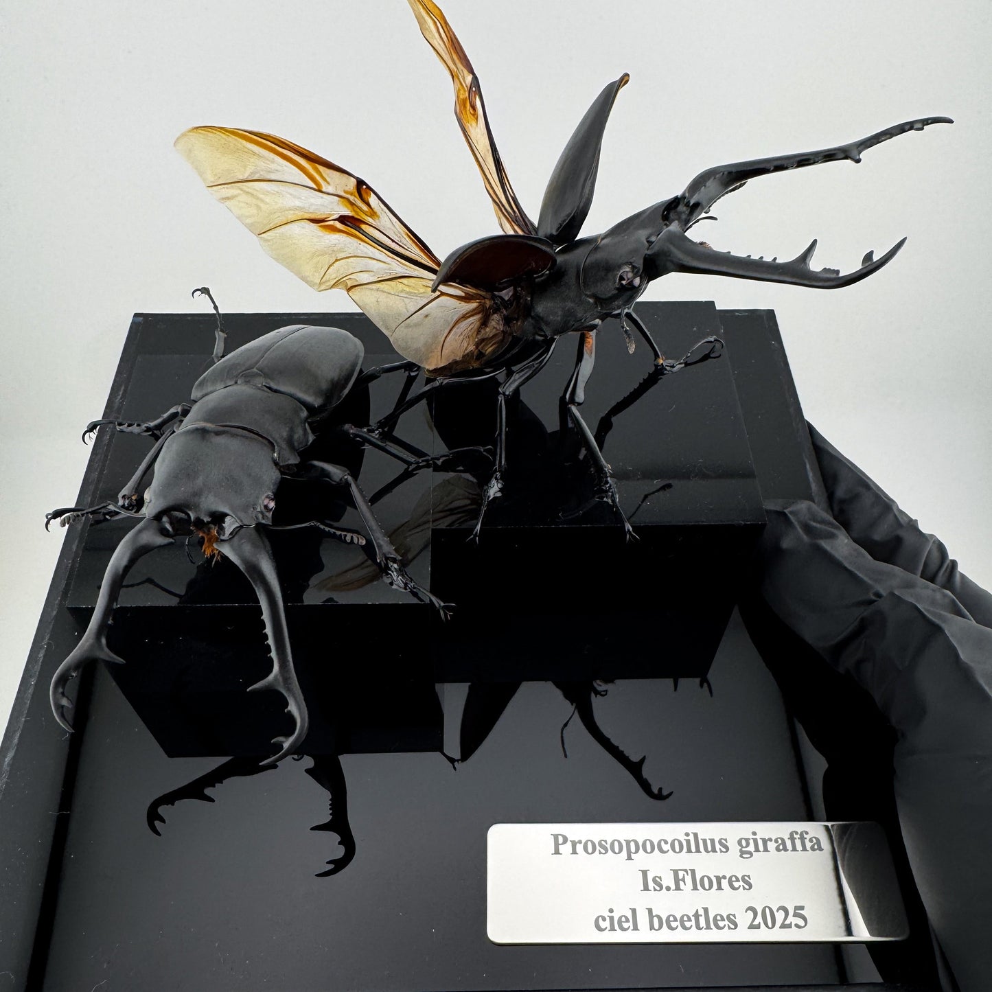 Prosopocoilus giraffa X.2025 Giraffe Stag Beetle
