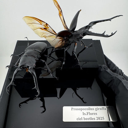 Prosopocoilus giraffa X.2025 Giraffe Stag Beetle