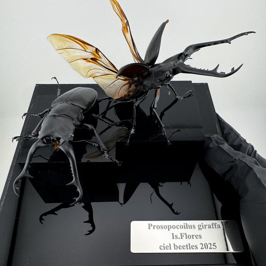 Prosopocoilus giraffa X.2025 Giraffe Stag Beetle