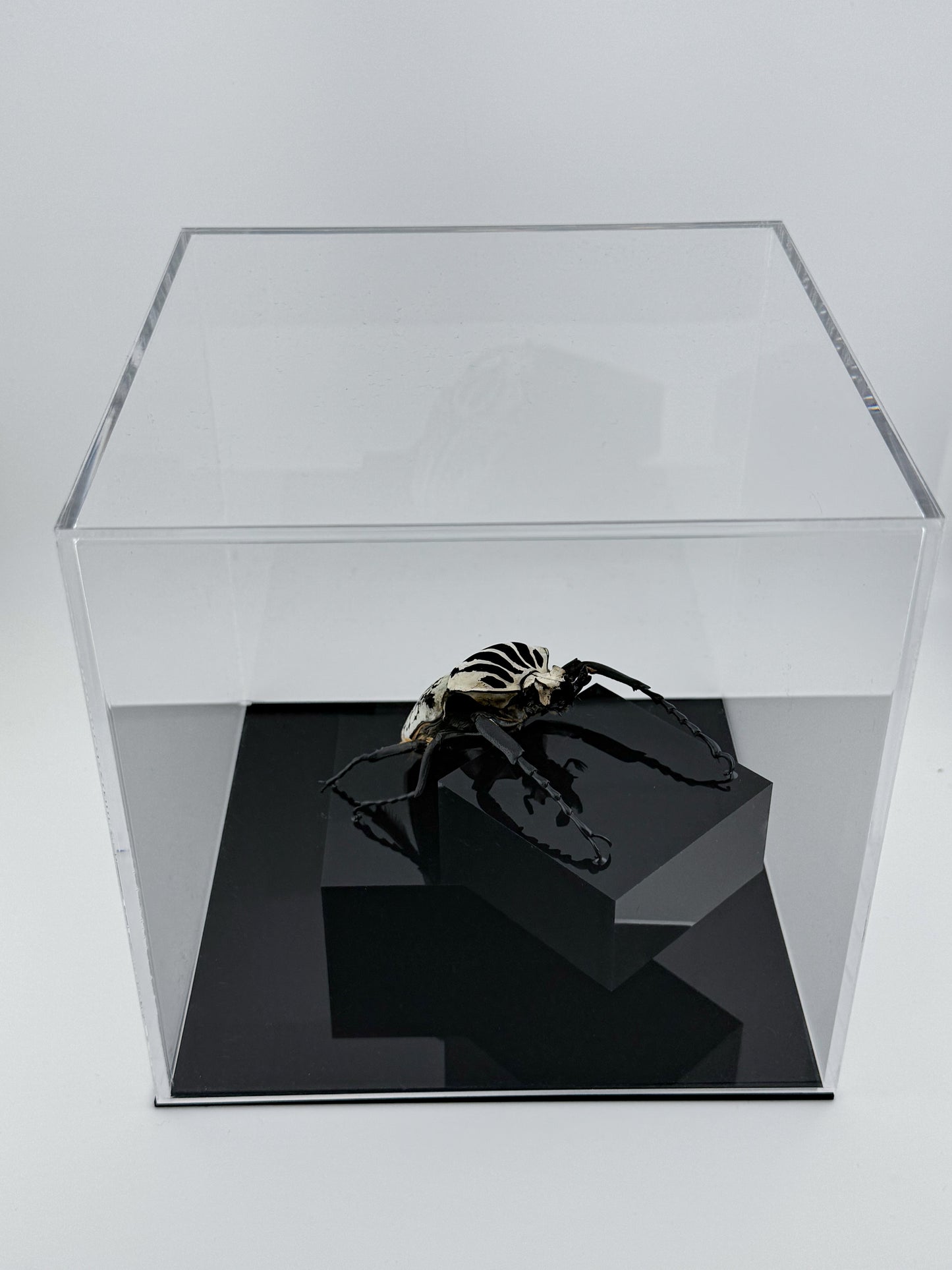Goliathus goliatus meleagris VI.2025 Goliathus goliatus meleagris