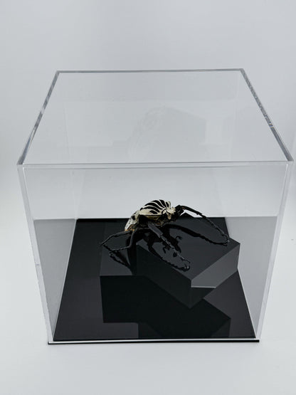 Goliathus goliatus meleagris VI.2025 Goliathus goliatus meleagris