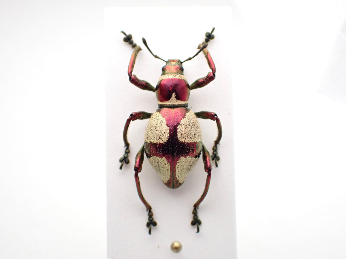 🇵🇭 A species of weevil, Pachyrhynchus pseudoamabilis, pinned specimen
