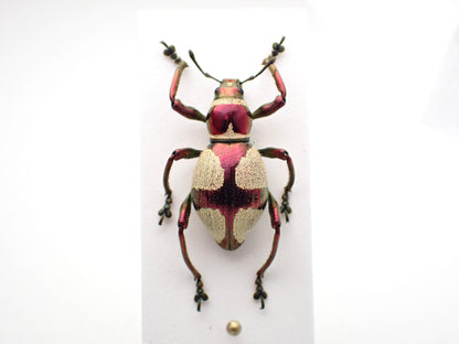 🇵🇭 A species of weevil, Pachyrhynchus pseudoamabilis, pinned specimen