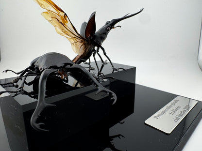 Prosopocoilus giraffa X.2025 Giraffe Stag Beetle