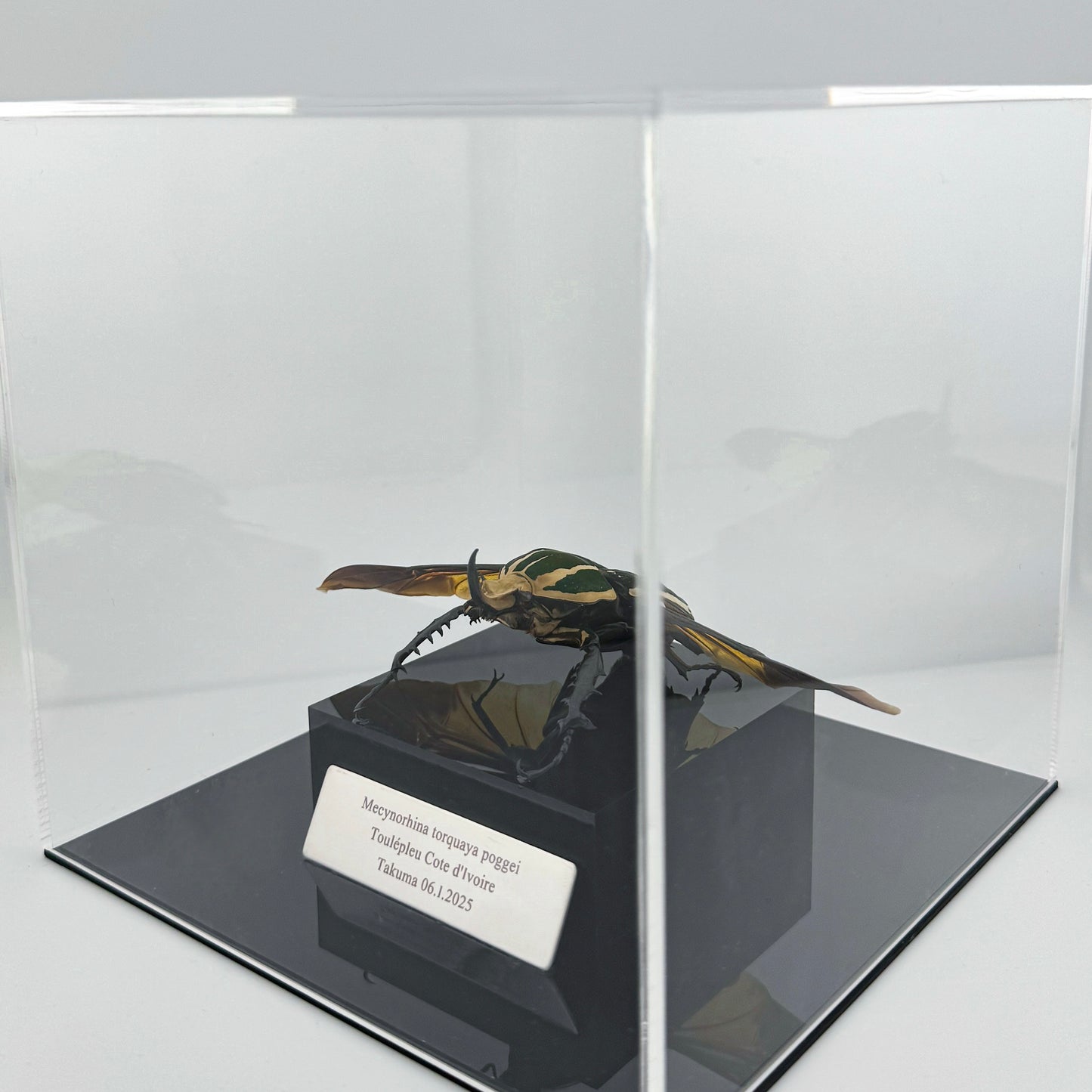 Mecynorhina torquata poggei (torquata flower beetle)