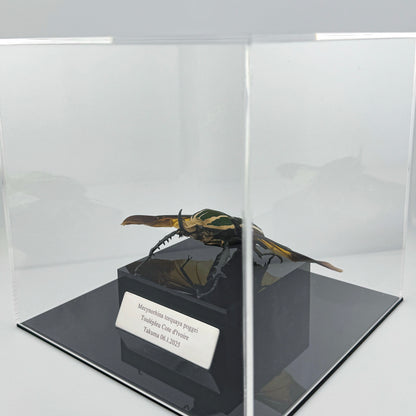 Mecynorhina torquata poggei (torquata flower beetle)