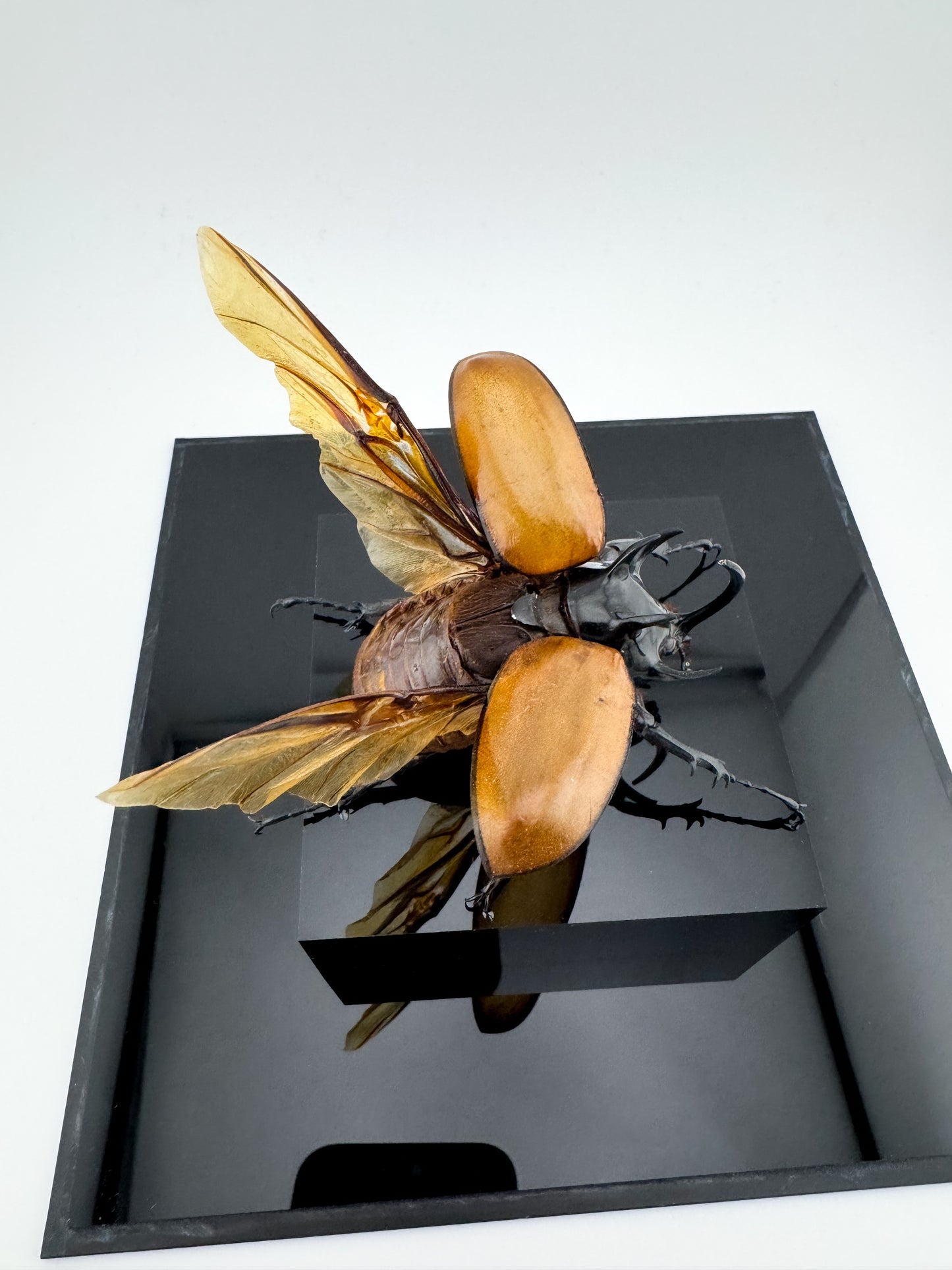 Eupatorus gracilicornis2025 Five-horned Rhinoceros Beetle