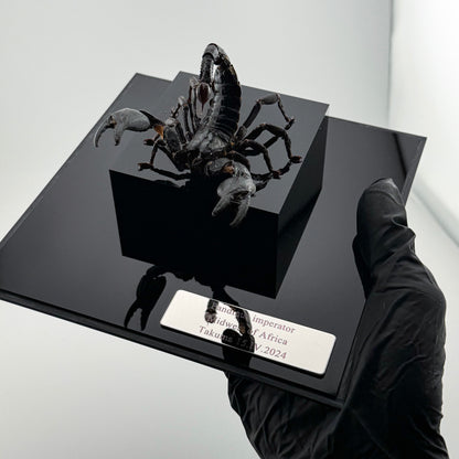 Pandinus imperator IV.2024 Malaysian Forest Scorpion