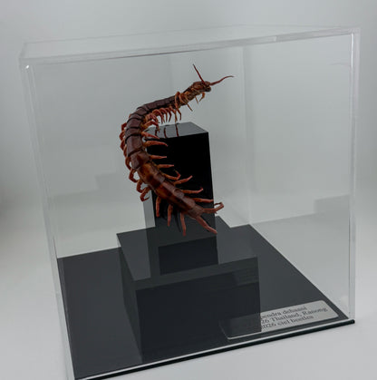 チェリーレッドセンチピート 立体標本 Scolopendra dehaani
IX.2026 ciel beetles